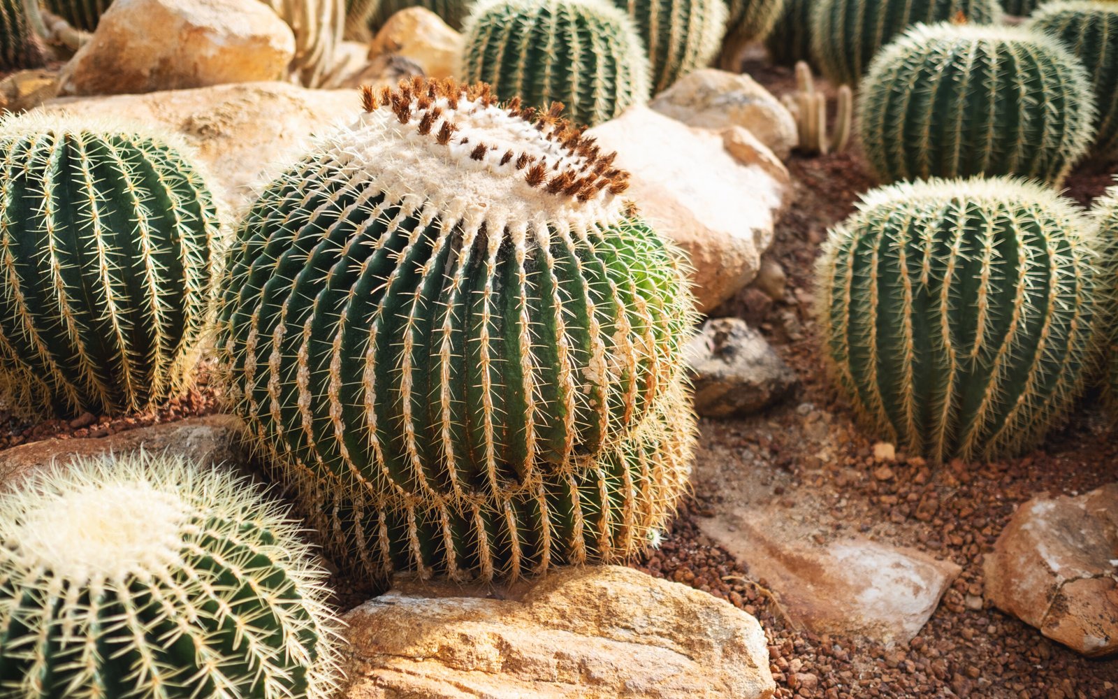 Golden Barrel Cactus or Echinocactus grusonii in botanic garden